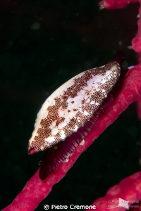Neosimnia spelta on gorgonian by Pietro Cremone 